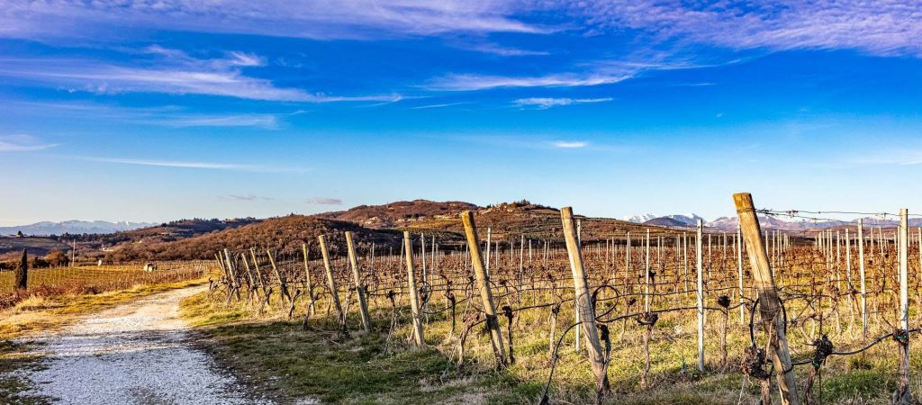 La vigne di Tenuta Sant'Antonio