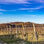 La vigne di Tenuta Sant'Antonio