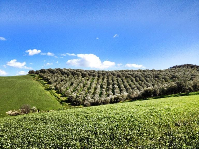 Olio calabrese: distesa di ulivi di Tenute Librandi Pasquale in Calabria