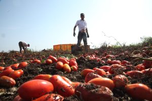 Braccianti stranieri in un campo di pomodori san marzano