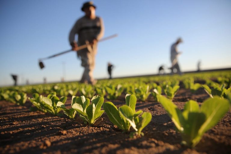Braccianti agricoli in campo