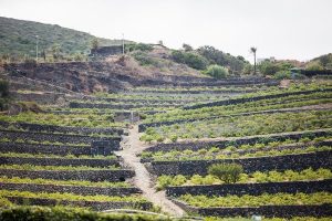 Pantelria vigne