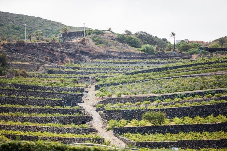 Pantelria vigne