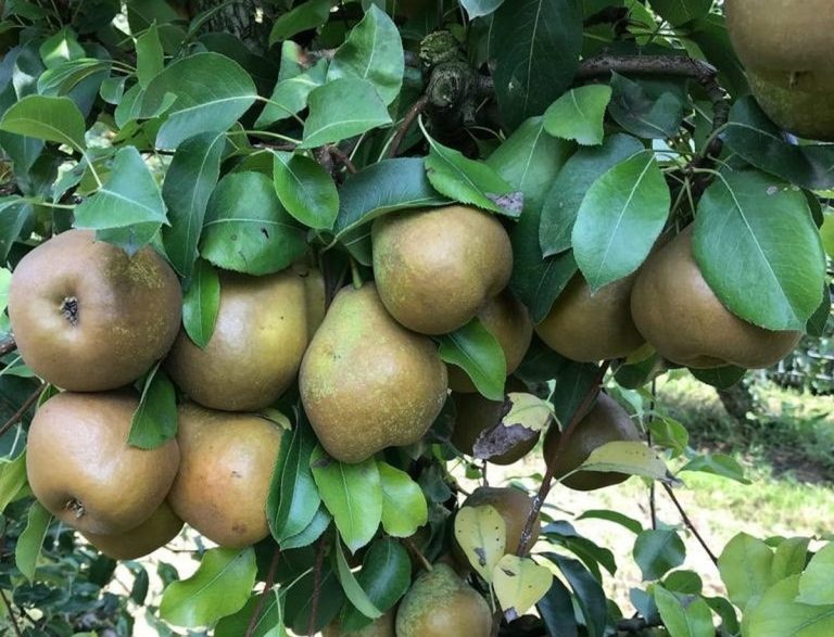 |Albero Pera Madernassa|Pera Madernassa|Pera Madernassa|Pera Madernassa