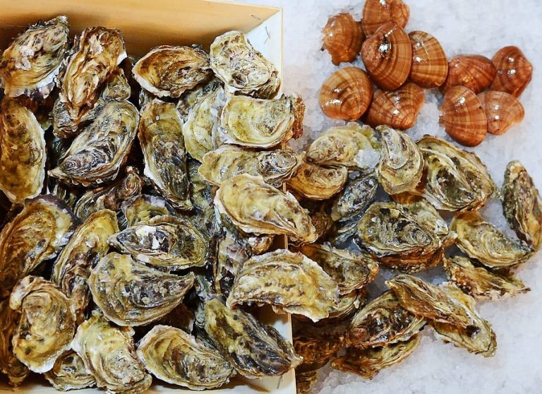 Ostriche e fasolari sul ghiaccio|La pescheria di Eataly Torino