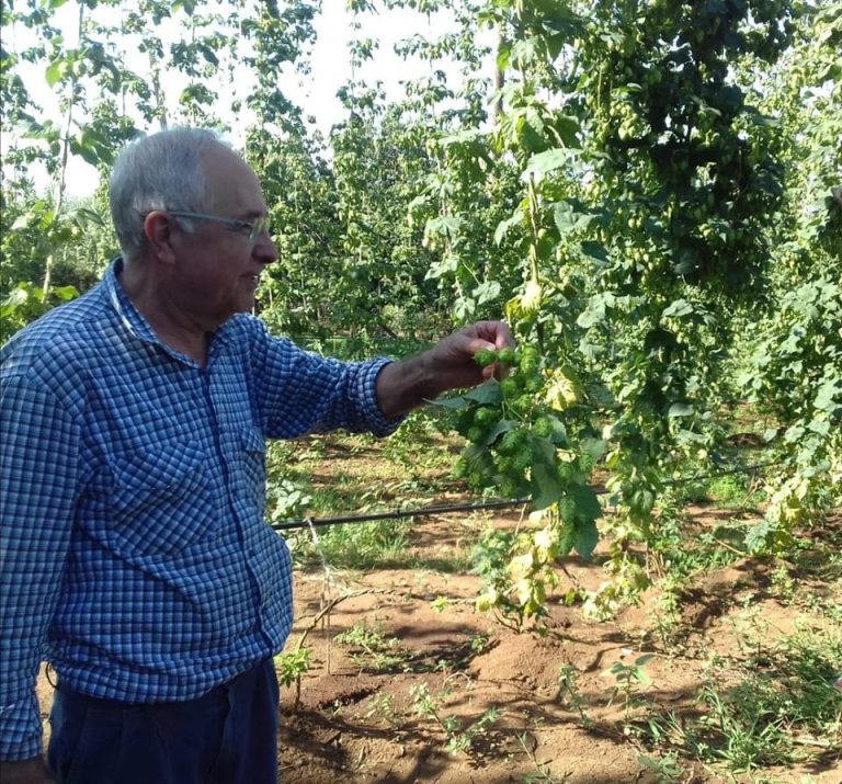 Giovanni Turbacci in un campo di luppolo|Le birre di Turbacci alla spina