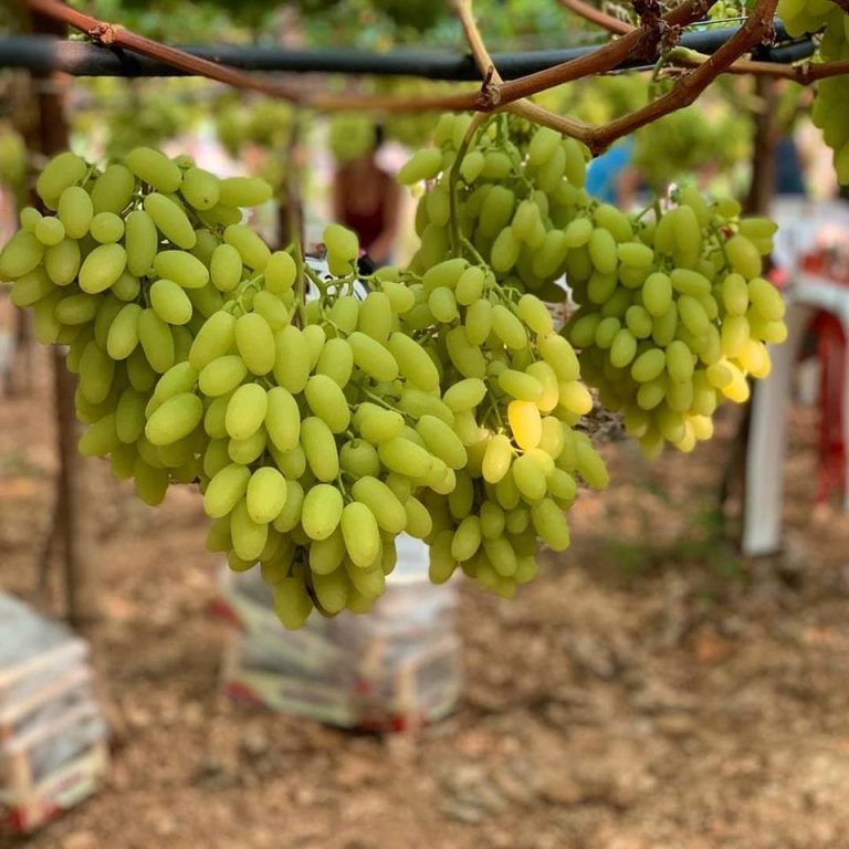Uva bianca da tavola in vigna|Uva Experience al Castello di Rutigliano|Degustazione di uve da tavola