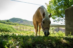 Val Sillaro villaggio salute+ pt3-4|Val Sillaro villaggio salute+ pt3-4|Val Sillaro villaggio salute+ pt3-4|Val Sillaro villaggio salute+ liquori|Val Sillaro villaggio salute+ pt3-4|Val Sillaro villaggio salute+ birra