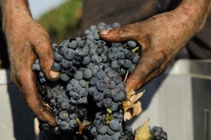 Vendemmia 2019