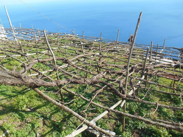 ||Una monumentale vigna antica di Tramonti|Campania stories