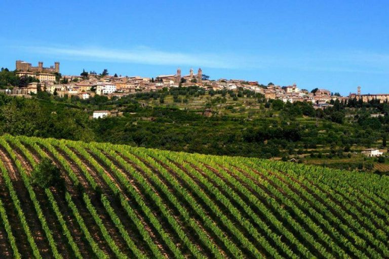 Vigne nel Montalcino|Brunello Stefano Cinelli|Scelta delle uve di Brunello a Montalcino|Montalcino Fortezza medicea