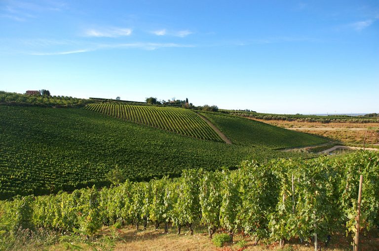 Vigneti di albana|Vigneti di albana|grappolo di uva albana|vendemmia di uva albana