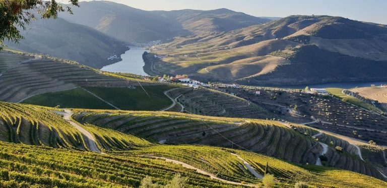 Paesaggi ruali: vigneto in alta montagna|||Vigneto in Trentino-Alto Adige|