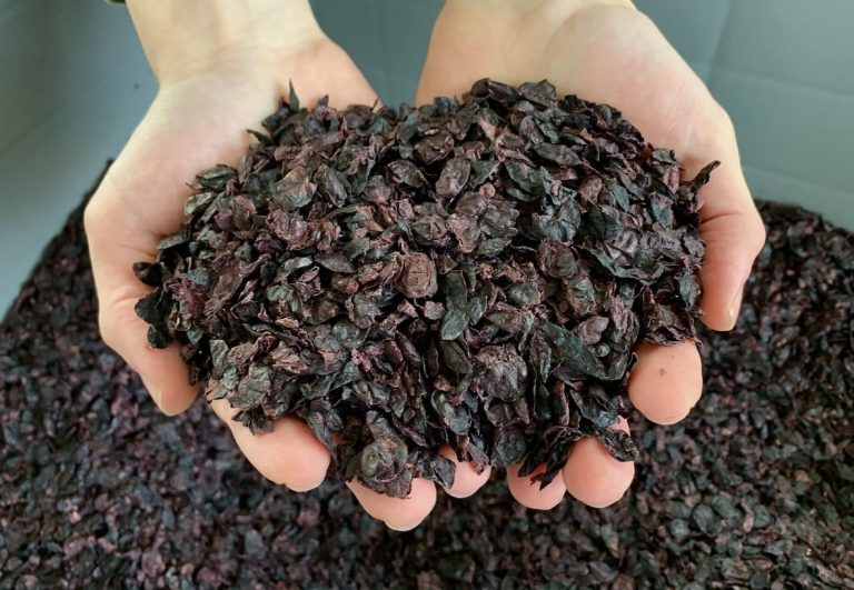 Vinacce parzialmente essiccate per la farina di vinaccioli di GS Natural|Vinaccioli per la farina di GS Natural|Vigneti oer i vinaccioli di GS Natural|I vigneti di una delle Cantine fornitrici di vinacce oper i vinaccioli di Vigneti oer i vinaccioli di GS Natural