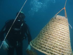 Un sub sistema sotto il mare la nassa in vimini che contiene l'uva per produrre Vinum Insulae