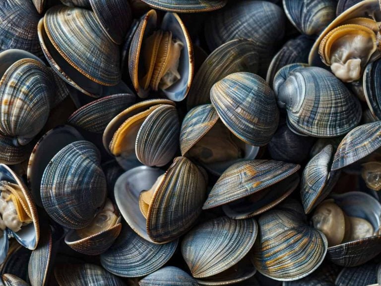 |Mussels