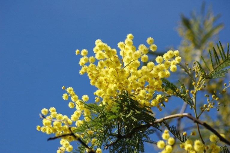 Albero di mimosa in fiore|Cimice asiatica|Locusta|Albero susine|Ape|Terreno arido|Invasione locuste|Mandorlo in fiore||