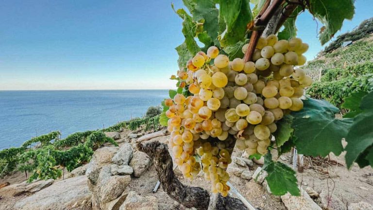 grappolo di ansonica al Giglio- foto di Stefano Casati|Viticoltura eroica sull'isola del Giglio. In apertura