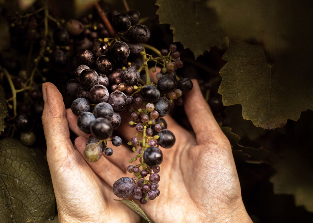 Lambrusco Boys: ecco il futuro con un occhio allo Champagne