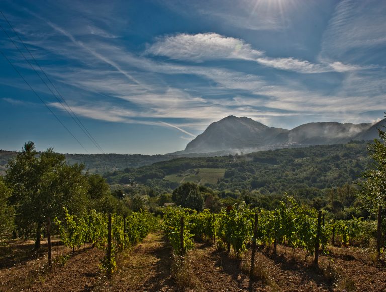 Veduta della Tenuta Sarno 1860 nel territorio di Candida|La vendemmia a Tenuta Scuotto