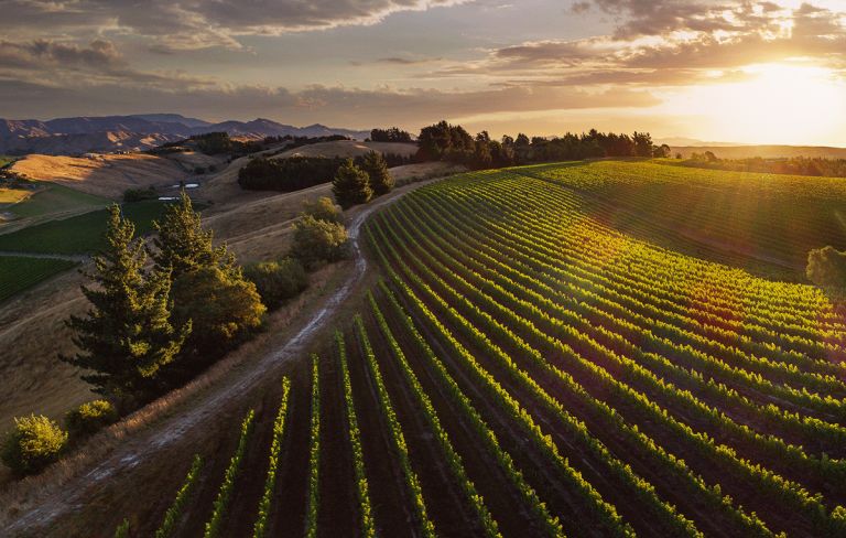 new zealand - Marlborough - cantina dog point|new zealand - Marlborough - cantina framingham|Marlborough - Nuova Zelanda - The Whare Ra - i titolari Anna e Jason Flowerday|||Nuova Zelanda_ Marlborough_ Clio e Henry Damien - Clos Henry|tappo a vite|