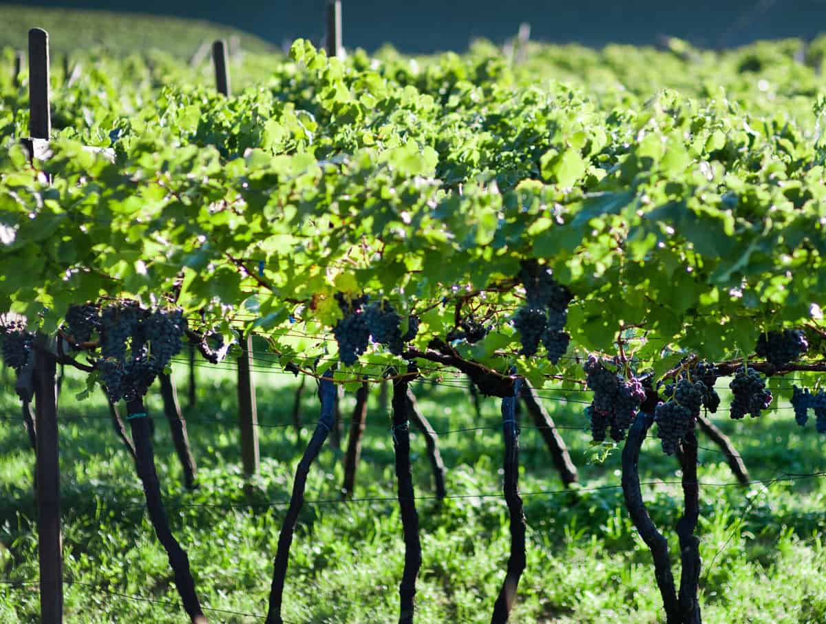 Schiava d'autore. L'etichetta altoatesina di Girlan sfida i grandi rossi internazionali: la degustazione