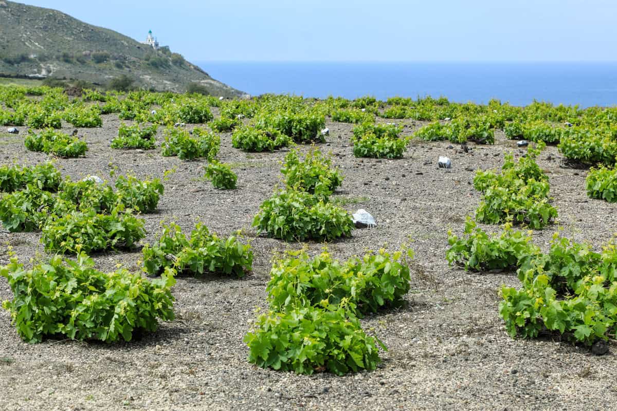 Vini ribelli e terre indomite: dalla congiura delle polveri allo spirito indomito di Santorini