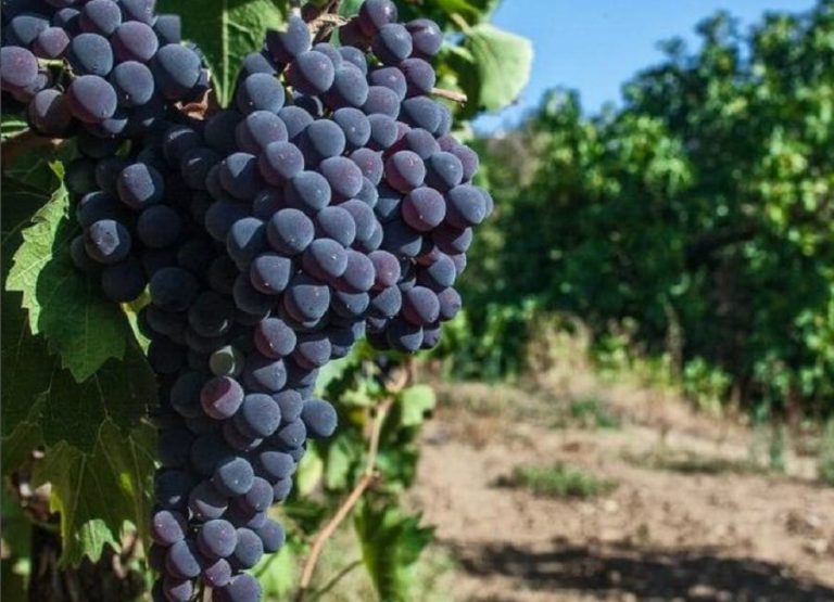 montepulciano
