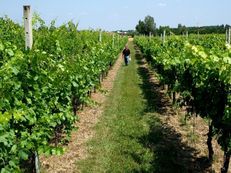 Pignoletto vino - Giorgio Erioli|