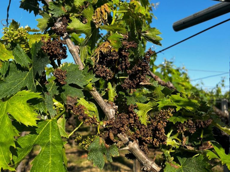 |Abruzzo - vigneti attaccati da peronospora - 2023