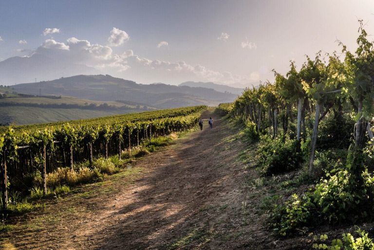 |Abruzzo montepulciano grapes