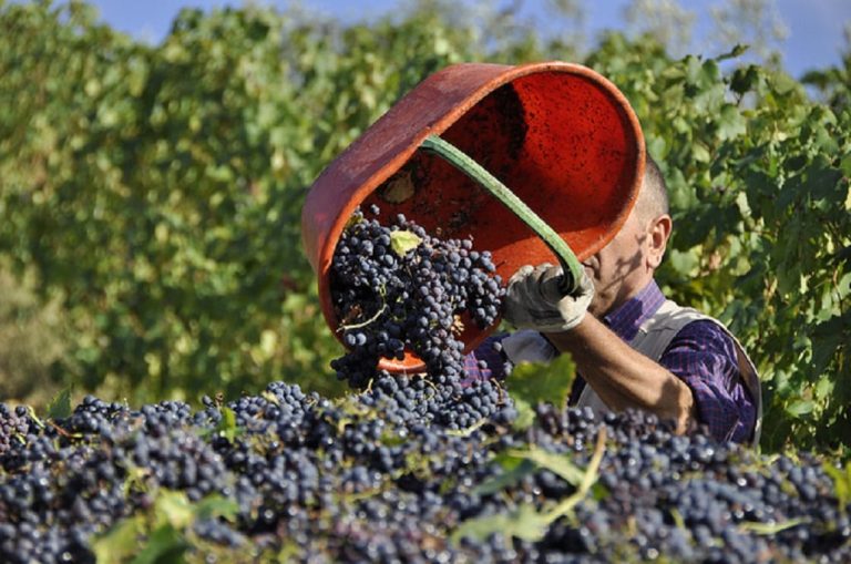AGOSTO vendemmia|Soave - pre vendemmia 2022 - ©EnricoBrunelli|Alto Adige - pre vendemmia 2022 - credits @econn 3|prosecco uva|Prosecco Doc - uva glera - pre vendemmia luglio 2022