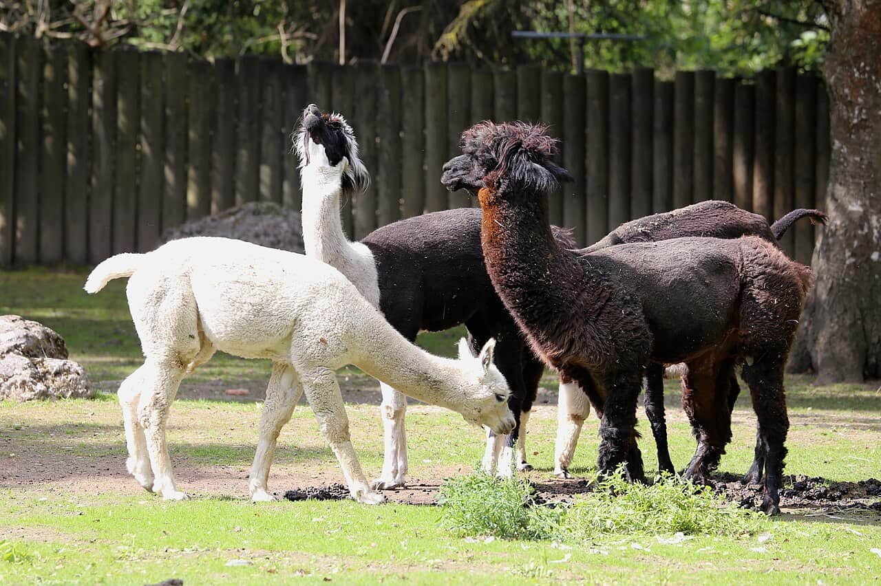 Tutto quello che non sapete sugli alpaca, allevati dalla civiltà Inca per la produzione di latte e formaggio