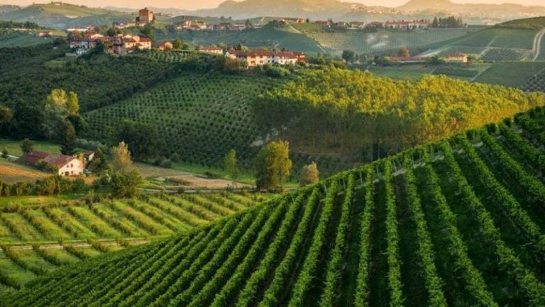 Un panorama vitivinicolo italiano