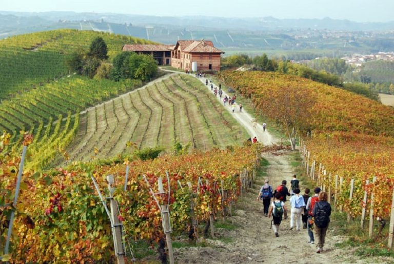 Vigne in autunno a Barolo