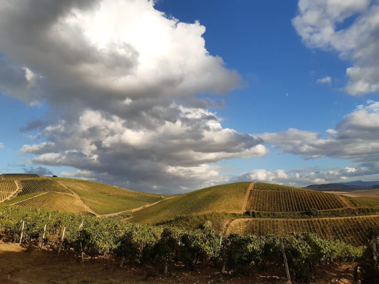 Camporeale|Camporeale days|Camporeale_vigne|camporeale days|camporeale days