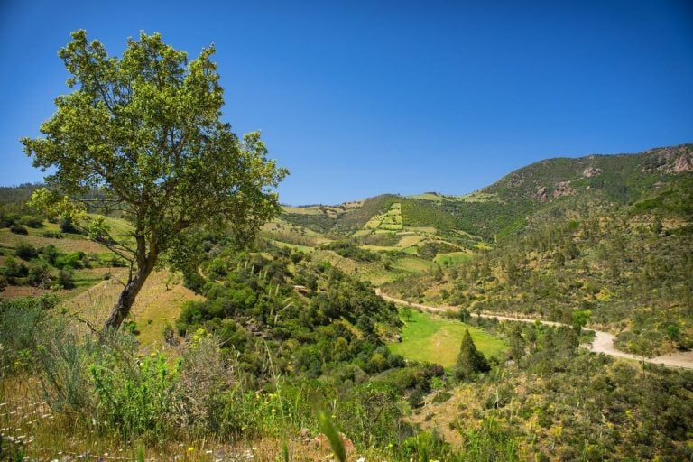 Vigne di Cannonau