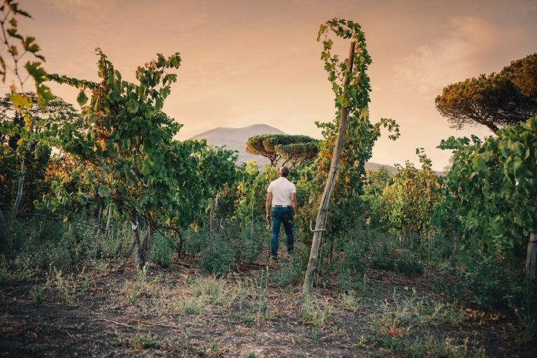 |Il Vesuvio Bianco Contradae 61 37 '20|vigne casa setaro con vesuvio|Vesuvio-bianco-dop-contradae-casasetaro_1024x1024|Massimo setaro