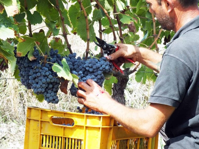 |Vigneto a Cirò Marina nel Crotonese||