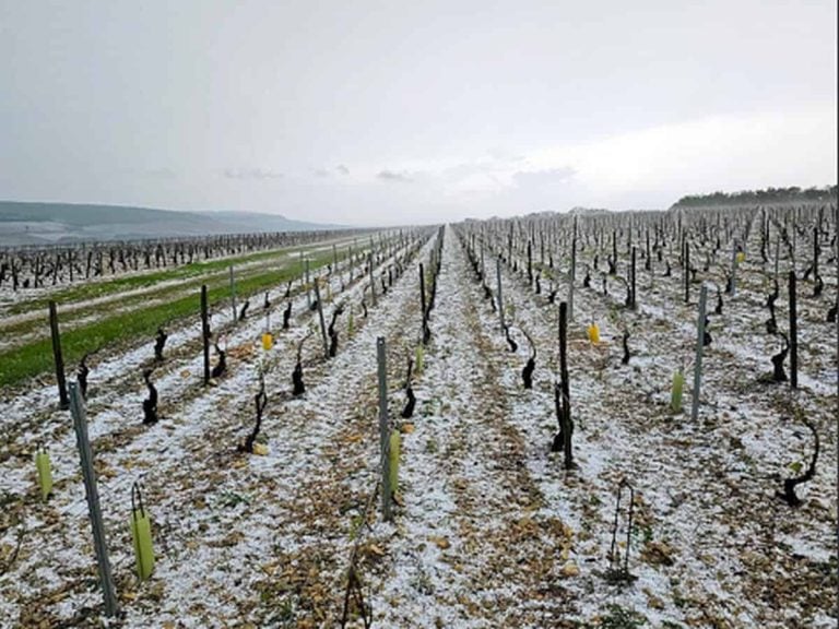 Chablis - vigneti danneggiati dalla grandine a maggio 2024