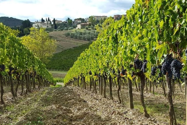 In vigna tra i filari di vite nel Chianti Classico|vino rosso_illustrazione