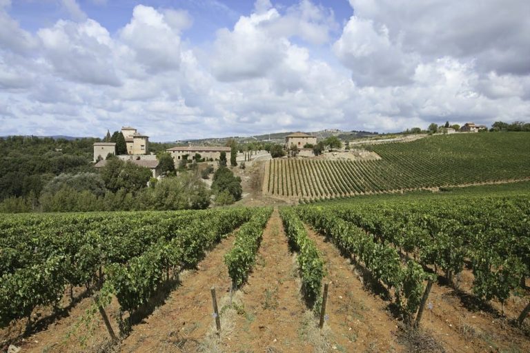 un vigneto nel Chianti