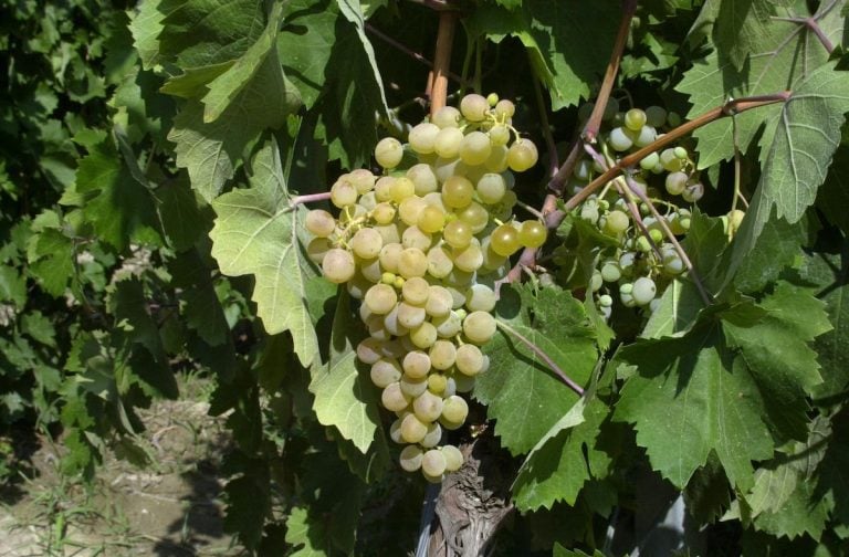 |Chianti Classico - vendemmia 2022 - luglio|Negroamaro - Salice Salentino 2022