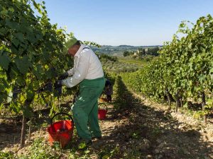 Colli Fiorentini - Valvirginio - Toscana - vendemmia a mano - foto Cantina Colli Fiorentini