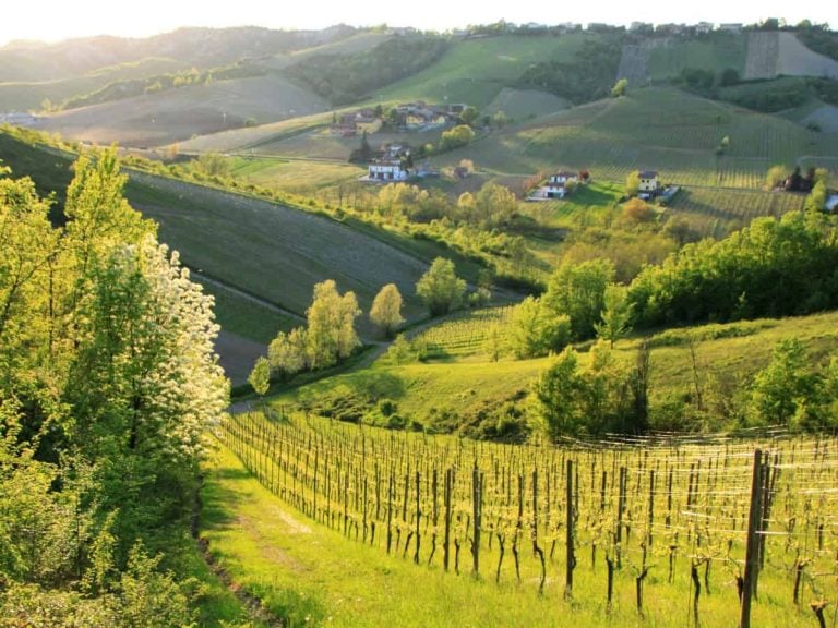 |Colli Piacentini - vigneto