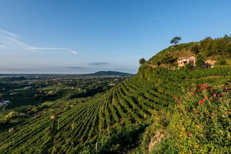 Colline Valdobbiadene vigneti