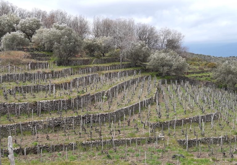 ContradaRampante_ Contrade dell'Etna
