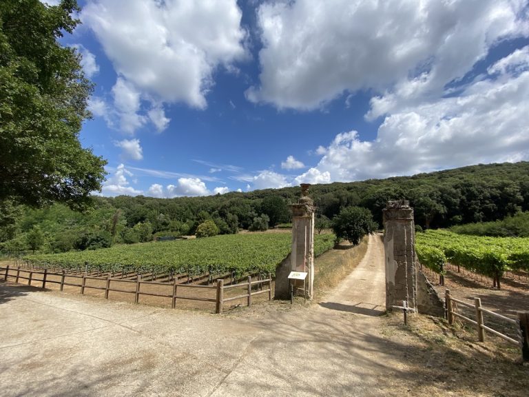 vendemmia reggia di Caserta|