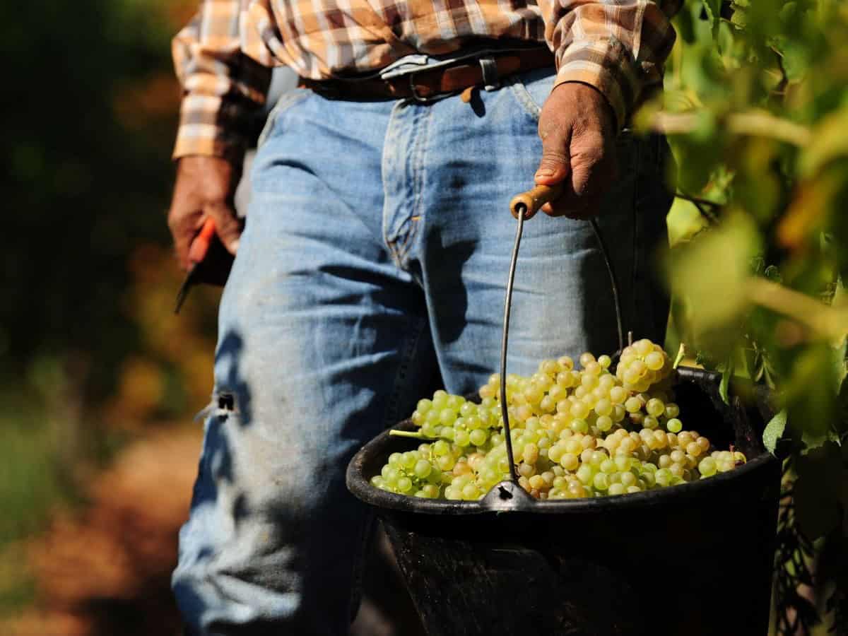 In arrivo per la Borgogna nuovi Premier Cru: il riconoscimento che cambia il volto della Mâconnais dimenticata