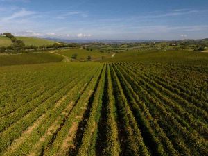 DOC MAREMMA TOSCANAVigne Zona Preselle